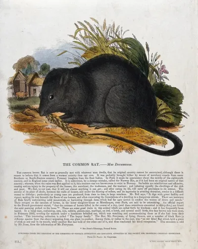 A rat nibbling on corn outside a farmyard