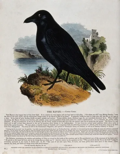 A raven standing on a mountain overlooking a castle and a river