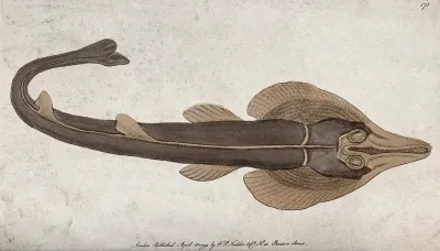 A ray. Coloured etching