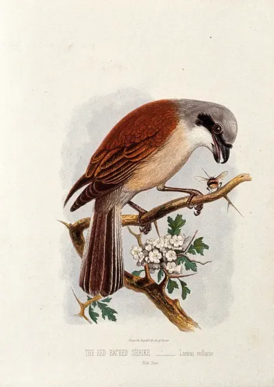 A red backed shrike (Lanius collurio)