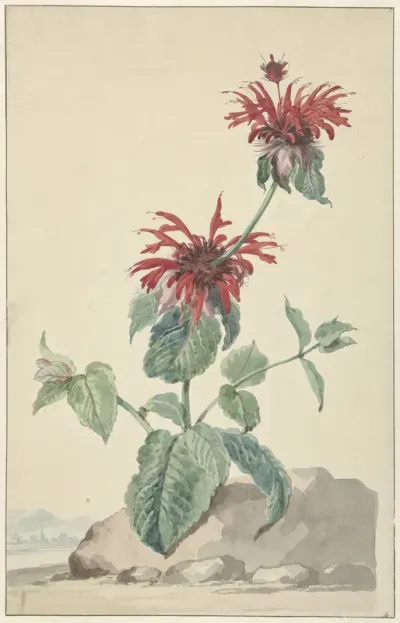 A Red Bergamot in a Landscape