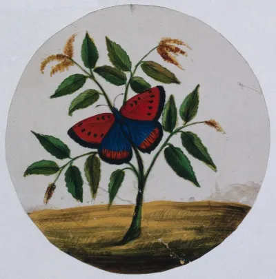 A red, blue and black butterfly