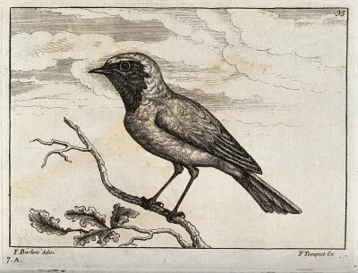 A redstart. Engraving by P. Tempest, ca. 1690, after F. Barlow
