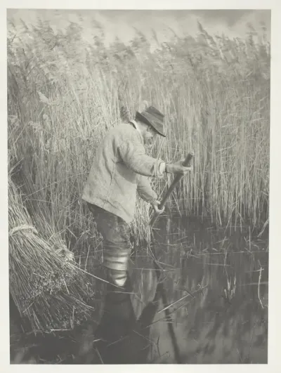 A Reed-Cutter at Work