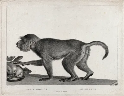 A rhesus monkey advancing towards some fruit on a table