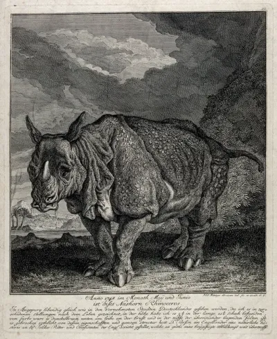 A rhinoceros (Clara) shown with a lake and palm trees in the background