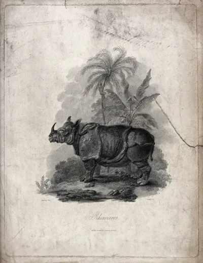 A rhinoceros standing before palmtrees and a banana plant