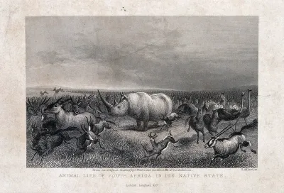 A rhinoceros stands in the midst of a herd of stampeding animals in the desert