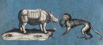 A rhinocerus and a monkey