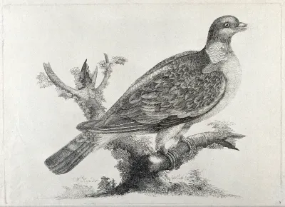 A ring-dove or wood pigeon