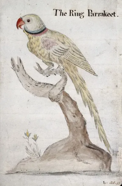 A ring-necked parakeet