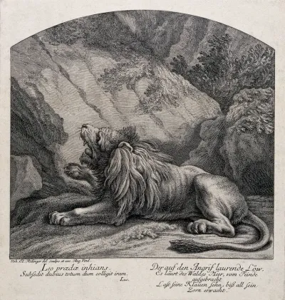 A roaring lion lying in wait for prey in a rocky landscape