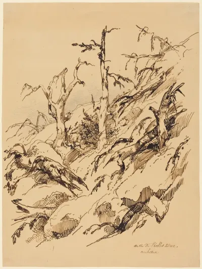 A Rocky Hillside with Dead and Dying Trees