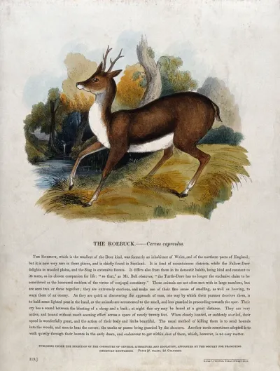 A roebuck standing in a forest clearing