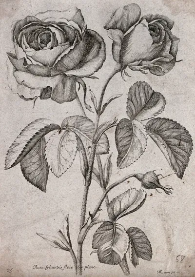 A rose (Rosa species): flowering stem