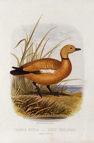 A ruddy sheldrake (Casarca rutila)