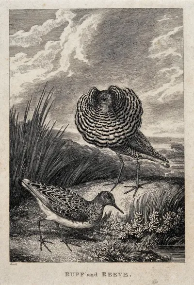 A ruff and a reeve (male and female wading bird) (Philomachus pugnax) on the shore of a river