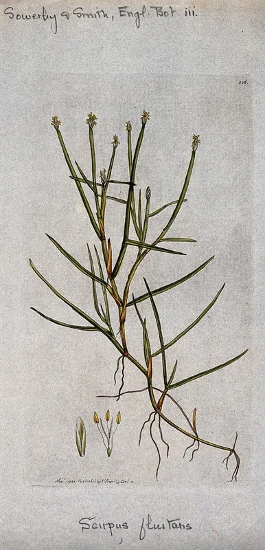 A rush (Scirpus fluitans): flowering stem and floral segments
