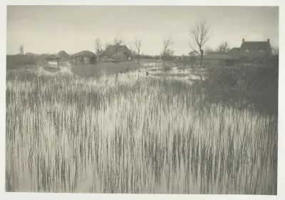 A Rushy Shore