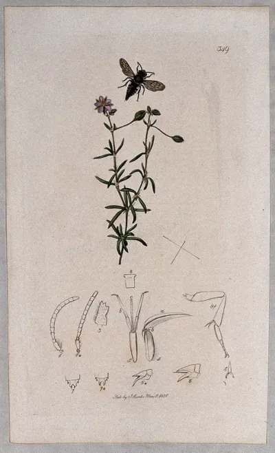A sand spurrey plant (Spergularia media) with an associated insect and its anatomical segments