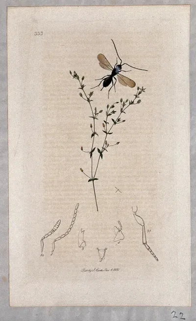 A sandwort plant (Arenaria serpyllifolia) with an associated insect and its anatomical segments