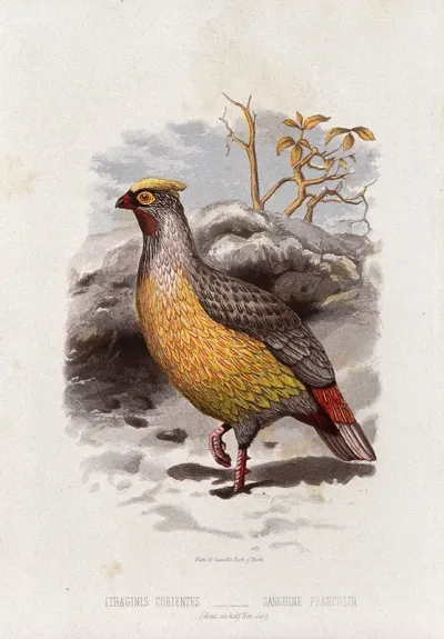 A sanguine francolin bird (Ithaginis corientes)