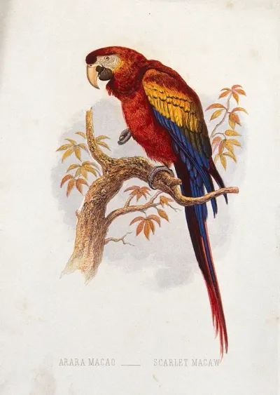 A scarlet macaw (Arara macao)