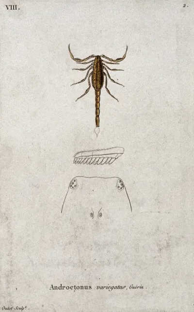 A scorpion (Androctonus variegatus) with anatomical sections