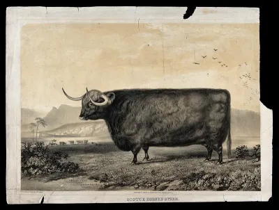 A Scotch horned steer standing in an open landscape with hills beyond