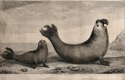 A sea-lion and a sea-lioness on a shore