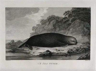 A sea otter on a shore; encountered by Captain Cook on his third voyage (1777-1780)