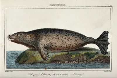 A seal lying on a cliff