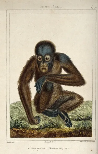 A seated orang-utan