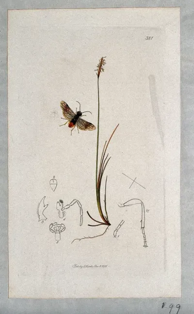 A sedge (Carex dioica) with an associated insect and anatomical segments