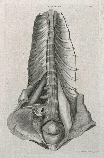 A segment of the spine