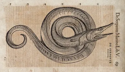 A serpent. Woodcut after C. Gessner