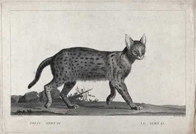 A serval (felis serval)