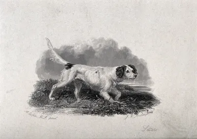 A setter prowling through grass