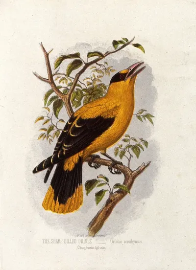 A sharp-billed oriole (Oriolus acrorhyncus)