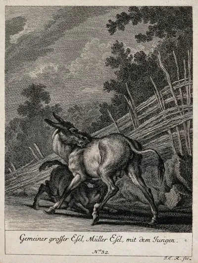 A she-donkey with a suckling foal in a paddock