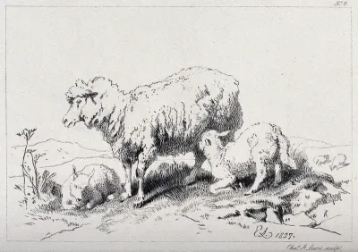 A sheep and two lambs standing on a meadow, with one of the lambs feeding on the mother