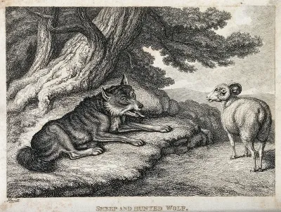 A sheep bleating at an exhausted, hunted wolf