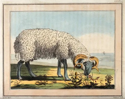 A sheep grazing by the coast
