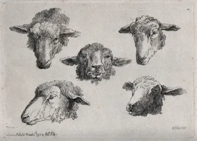 A sheeps's head: five views
