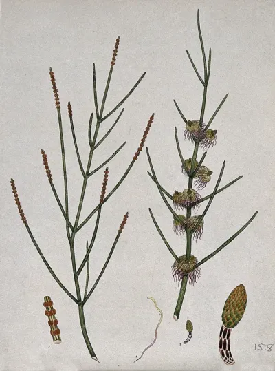 A sheoak or swamp oak (Casuarina stricta): flowering and fruiting stems