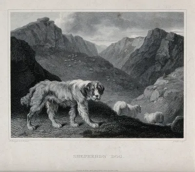 A shepherd's dog standing in front of a mountainous landscape populated by sheep