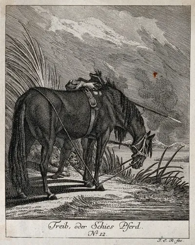 A shooting-horse is standing with its head tied to its hoofs and body near a lake while the huntsman hidden behind the horse is shooting fowl