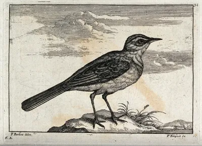 A shore bird, possibly a pipit