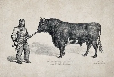A short horned bull