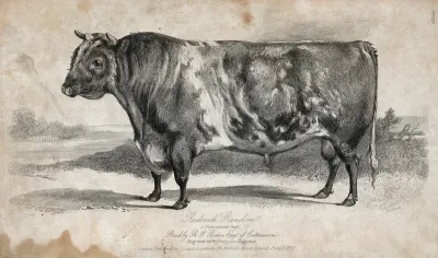 A short horned bull